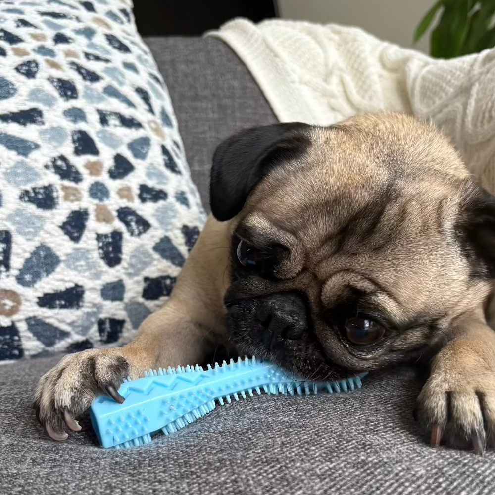 Toothbrush Toy